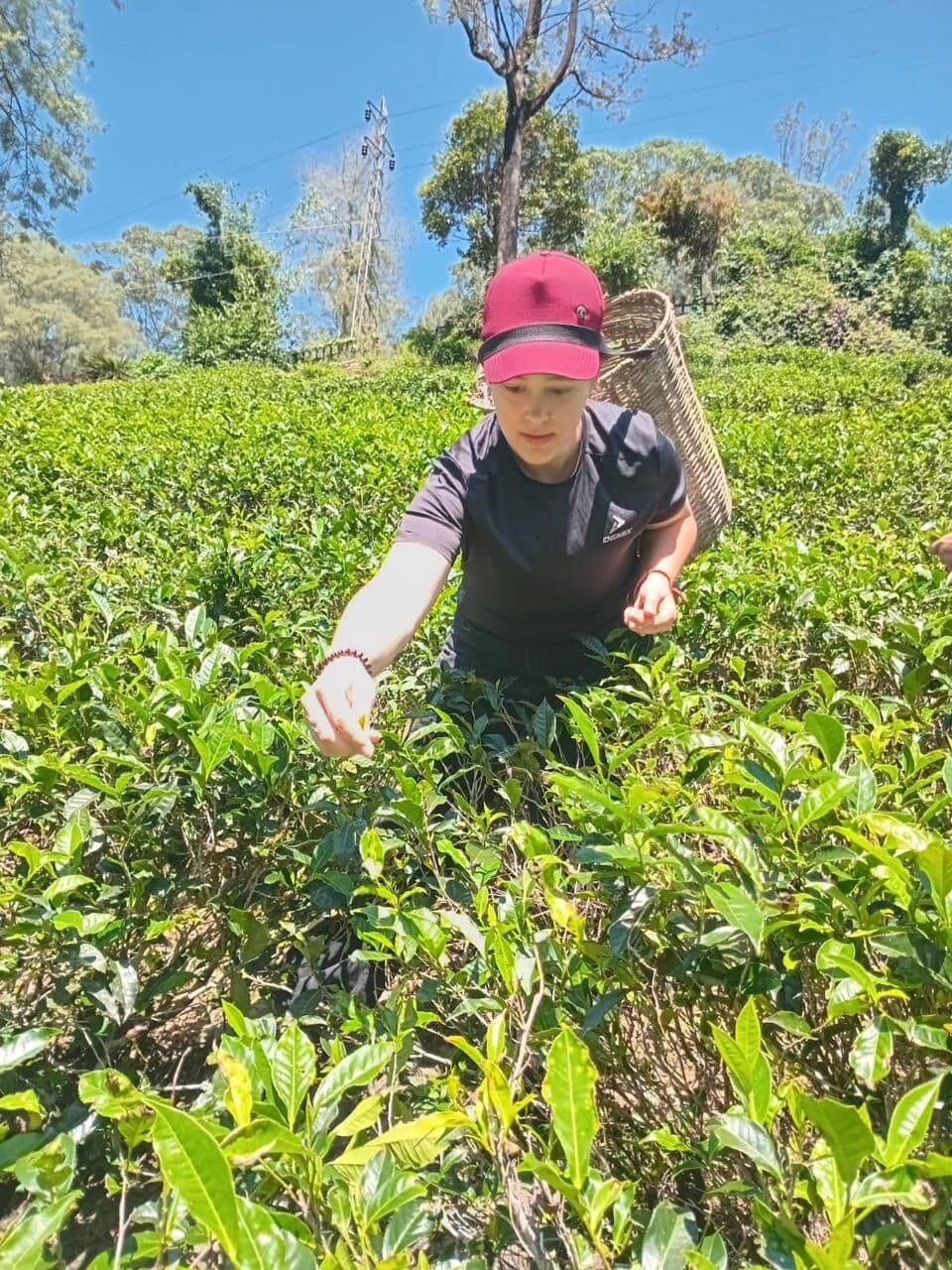 Guest picking tea with a basket