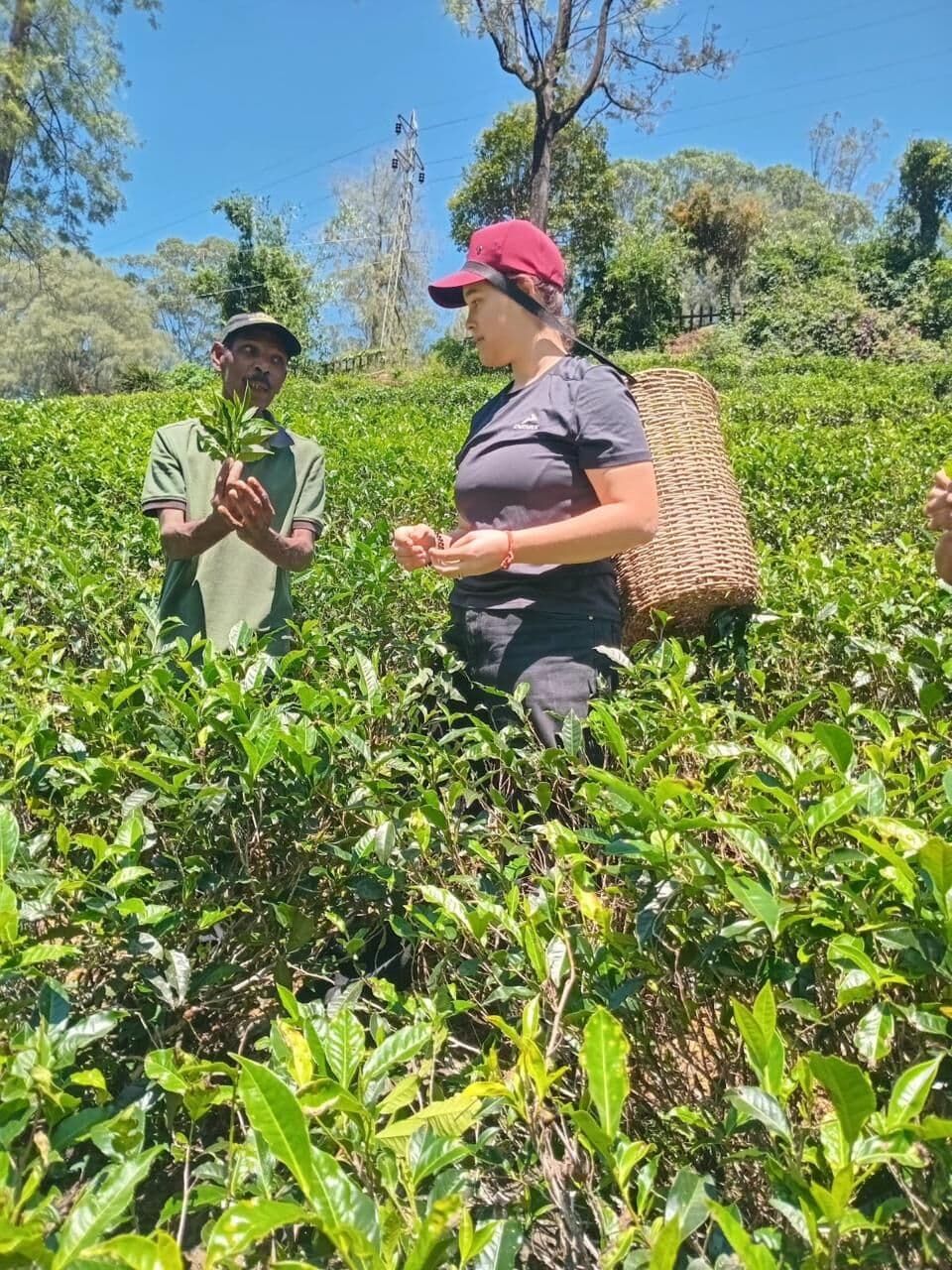 Tea plucker showing a guest how to pick leaves