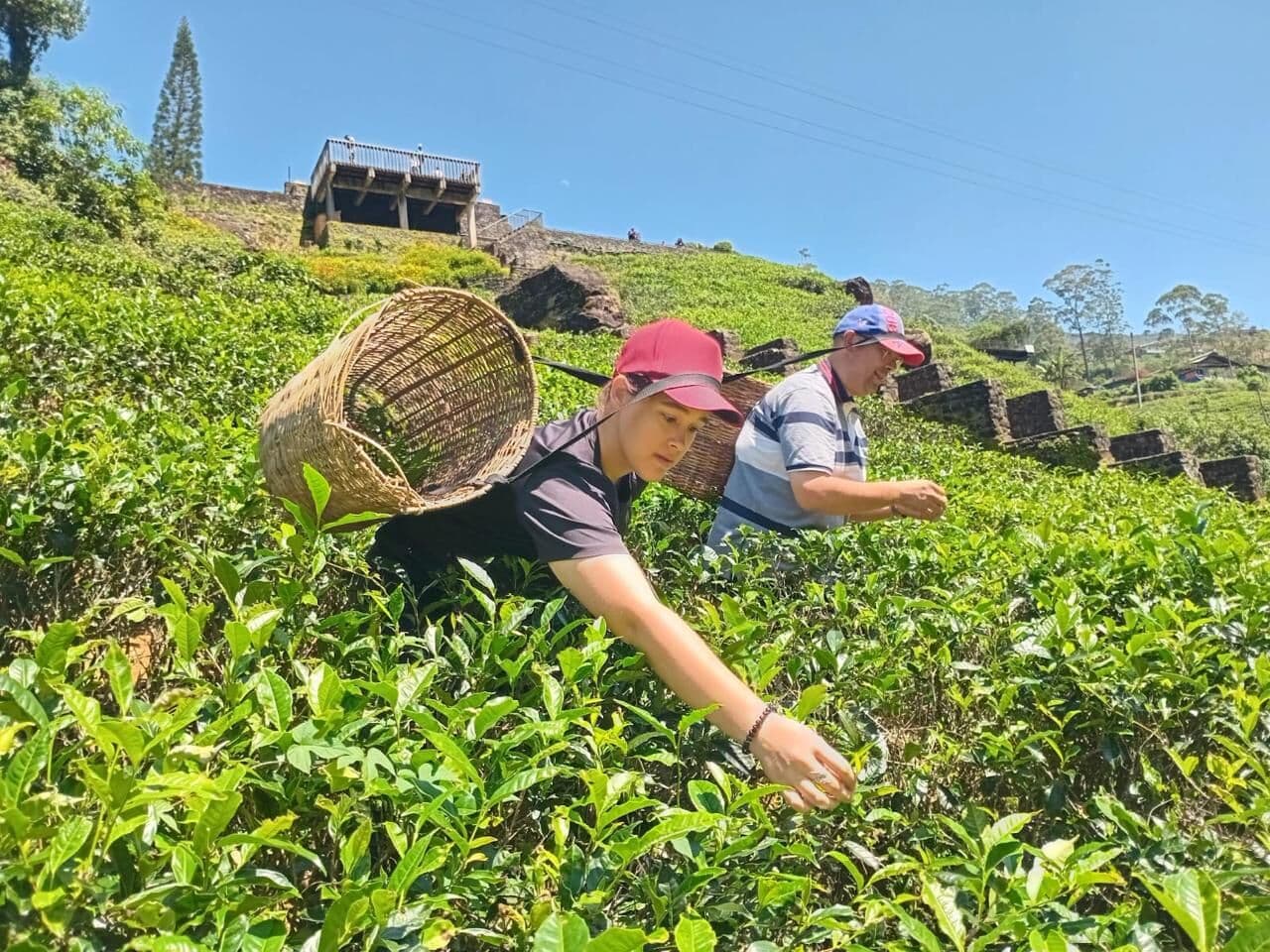 Guests plucking tea on a hillside estate